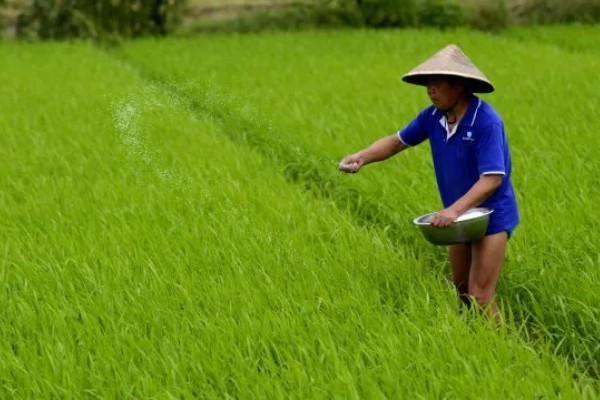 水稻孕穗期的管理方法,田间灌水3-5厘米左右