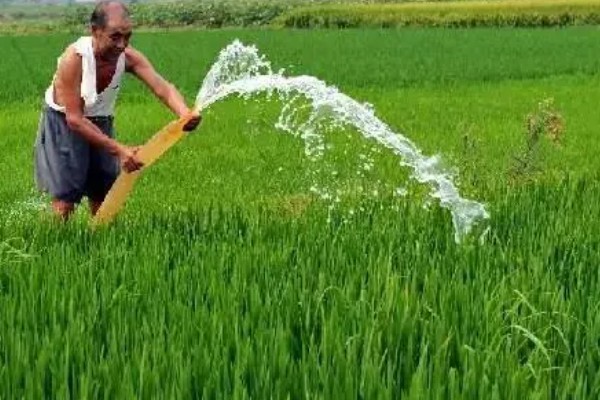 水稻孕穗期的管理方法,田间灌水3-5厘米左右