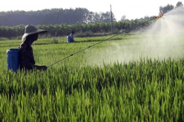 水稻孕穗期的管理方法,田间灌水3-5厘米左右