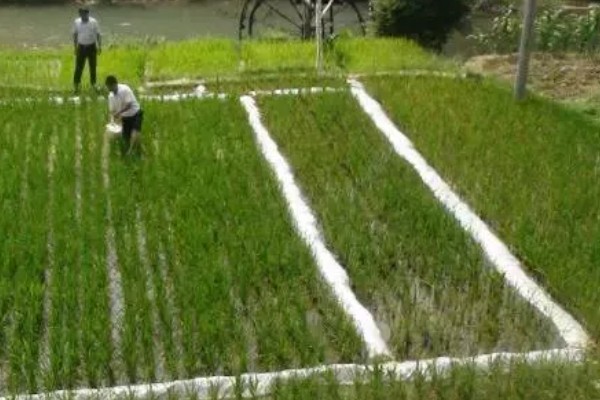 水稻孕穗期的管理方法,田间灌水3-5厘米左右