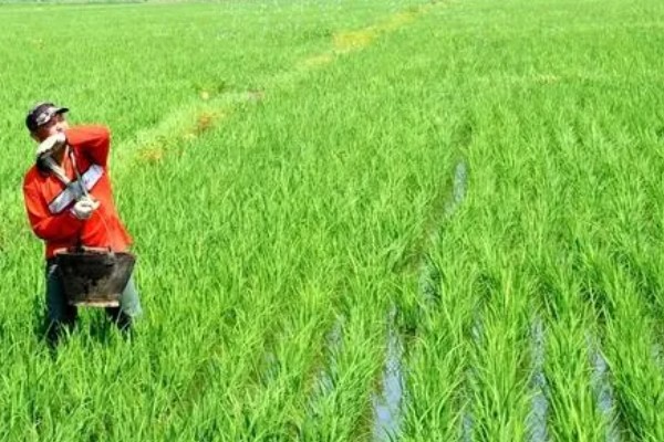 水稻孕穗期的管理方法,田间灌水3-5厘米左右