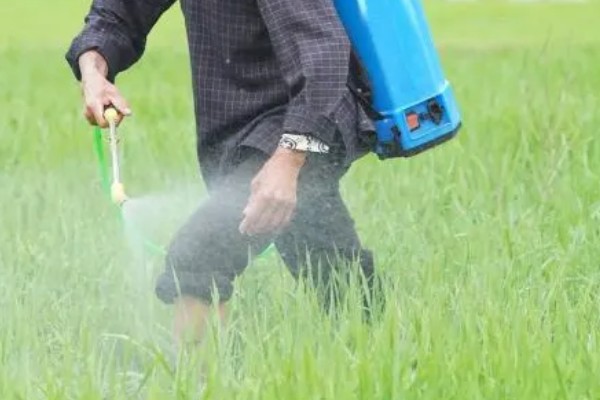 水稻孕穗期的管理方法,田间灌水3-5厘米左右