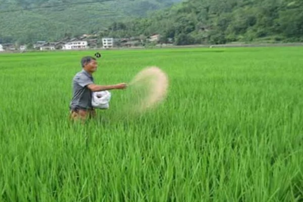 水稻孕穗期的管理方法,田间灌水3-5厘米左右