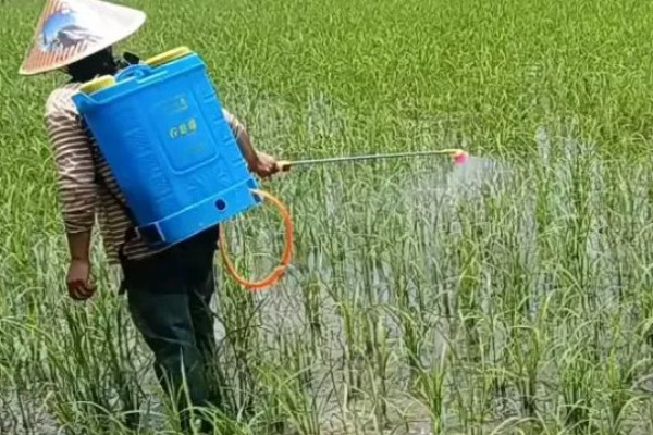 水稻孕穗期的管理方法,田间灌水3-5厘米左右