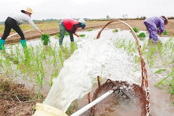 水稻孕穗期的管理方法,田间灌水3-5厘米左右