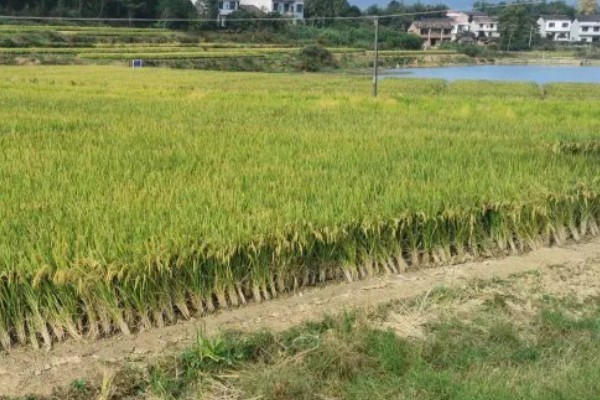 水稻孕穗期的管理方法,田间灌水3-5厘米左右