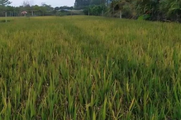 水稻孕穗期的管理方法,田间灌水3-5厘米左右