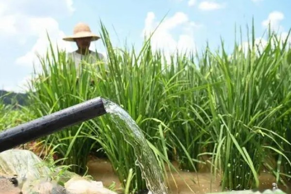 水稻孕穗期的管理方法,田间灌水3-5厘米左右