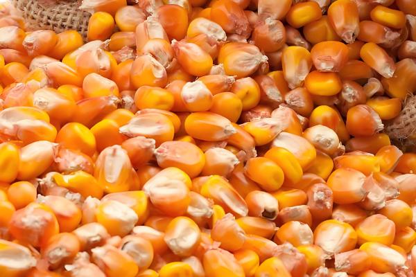 宏兴528玉米种简介,出苗至成熟127天