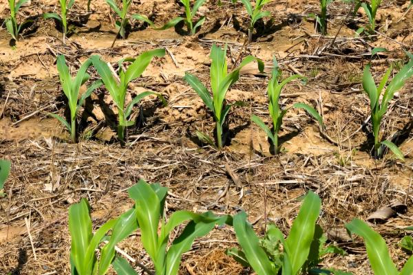 宏兴528玉米种简介,出苗至成熟127天