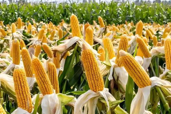 宏兴528玉米种简介,出苗至成熟127天