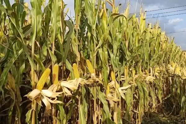 宏兴528玉米种简介,出苗至成熟127天