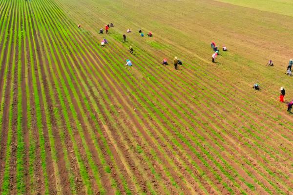 宏兴528玉米种简介,出苗至成熟127天