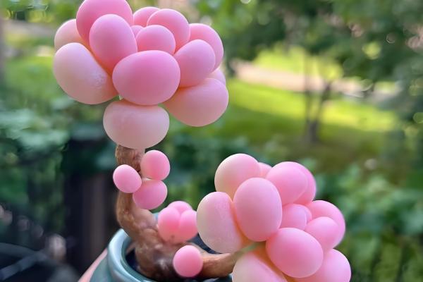 哪些多肉呈粉色,常见桃蛋、凌雪等品种