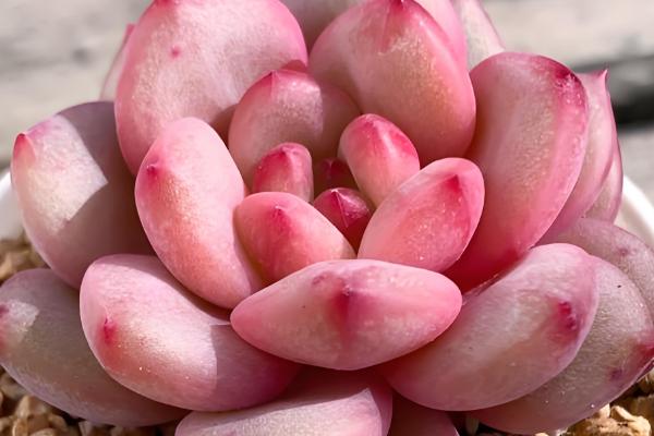 哪些多肉呈粉色,常见桃蛋、凌雪等品种