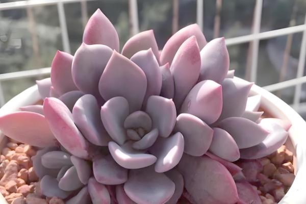 哪些多肉呈粉色,常见桃蛋、凌雪等品种