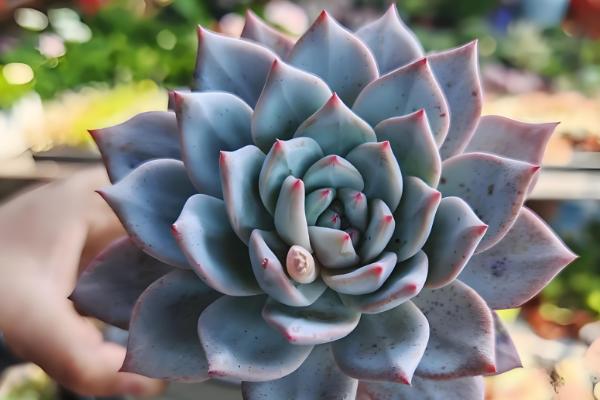 哪些多肉呈粉色,常见桃蛋、凌雪等品种