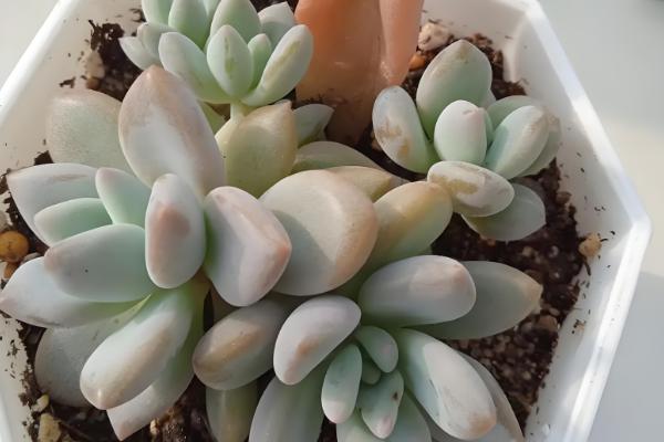 哪些多肉呈粉色,常见桃蛋、凌雪等品种