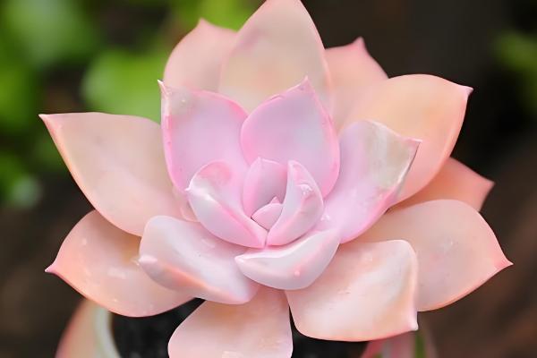 哪些多肉呈粉色,常见桃蛋、凌雪等品种