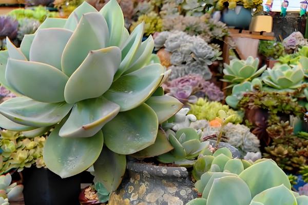 哪些多肉呈粉色,常见桃蛋、凌雪等品种