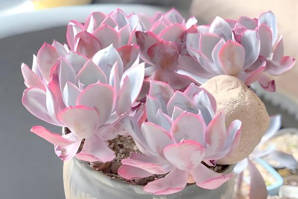 哪些多肉呈粉色,常见桃蛋、凌雪等品种