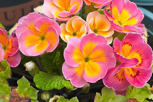 报春花什么时候开花,花期一般是每年2-5月份