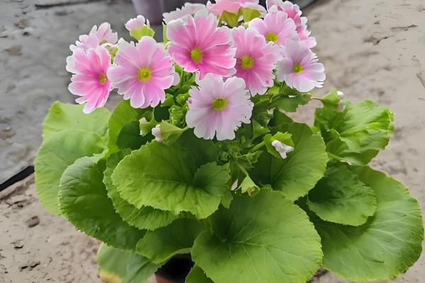 报春花什么时候开花,花期一般是每年2-5月份