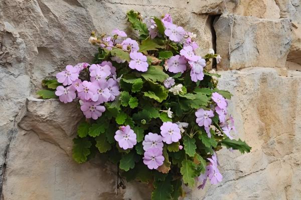 报春花什么时候开花,花期一般是每年2-5月份