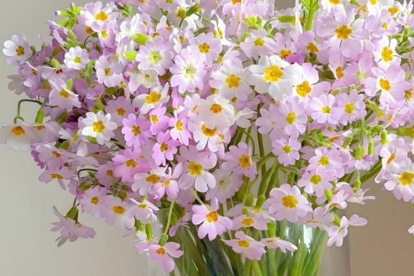 报春花什么时候开花,花期一般是每年2-5月份