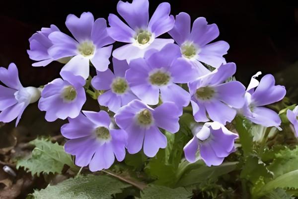 报春花什么时候开花,花期一般是每年2-5月份