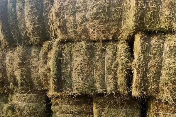 养30头牛具体投入成本预计，大概在16.8万元左右