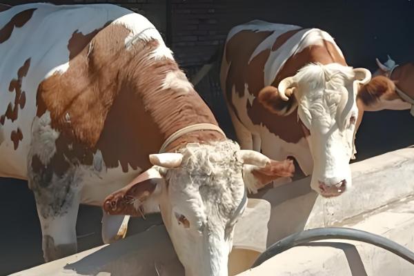 养30头牛具体投入成本预计，大概在16.8万元左右