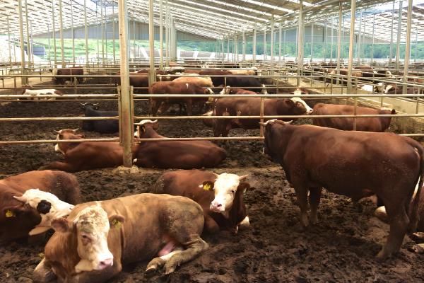 养30头牛具体投入成本预计，大概在16.8万元左右