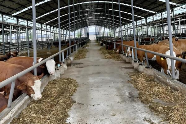 养30头牛具体投入成本预计，大概在16.8万元左右