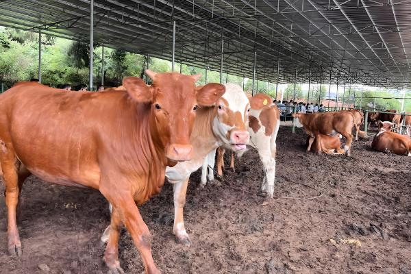 养30头牛具体投入成本预计，大概在16.8万元左右