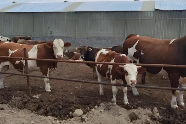 养30头牛具体投入成本预计，大概在16.8万元左右