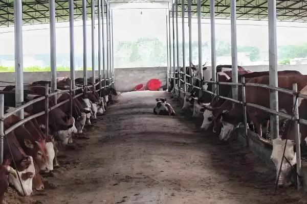 养30头牛具体投入成本预计，大概在16.8万元左右