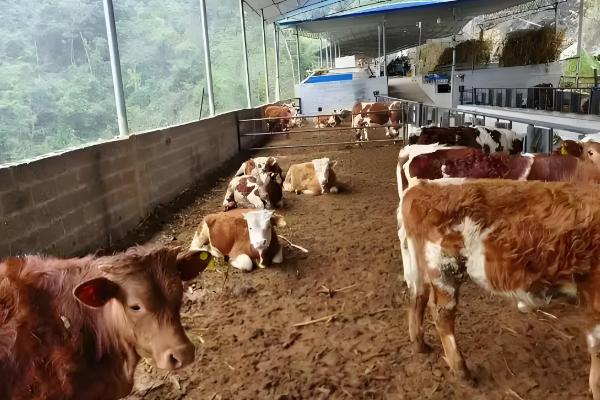 养30头牛具体投入成本预计，大概在16.8万元左右