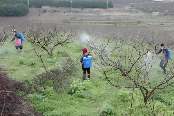 使用石硫合剂要注意什么,气温过高或过低时都不能使用