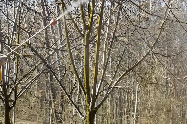 使用石硫合剂要注意什么,气温过高或过低时都不能使用