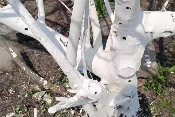 使用石硫合剂要注意什么,气温过高或过低时都不能使用