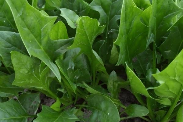 冬季可种植哪些蔬菜,菠菜、芥蓝、生菜等品种可在12月份种植