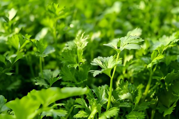 冬季可种植哪些蔬菜,菠菜、芥蓝、生菜等品种可在12月份种植