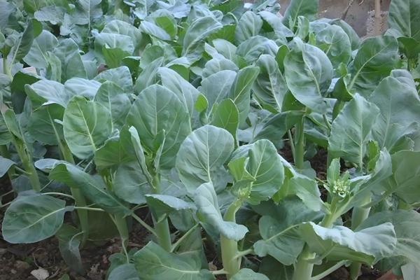 冬季可种植哪些蔬菜,菠菜、芥蓝、生菜等品种可在12月份种植