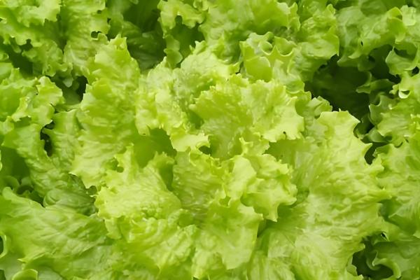 冬季可种植哪些蔬菜,菠菜、芥蓝、生菜等品种可在12月份种植