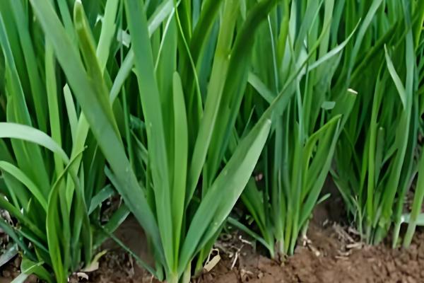 冬季可种植哪些蔬菜,菠菜、芥蓝、生菜等品种可在12月份种植