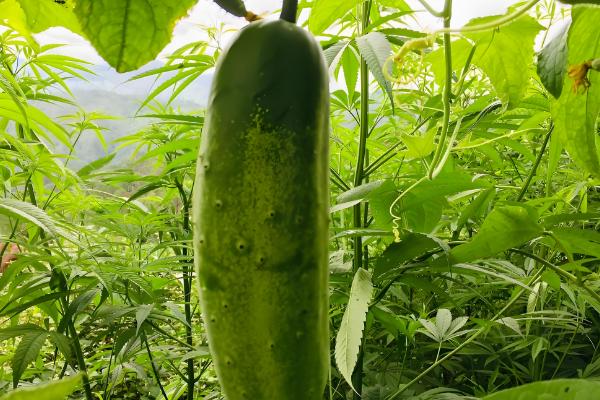 冬季可种植哪些蔬菜,菠菜、芥蓝、生菜等品种可在12月份种植