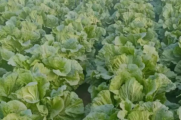 冬季可种植哪些蔬菜,菠菜、芥蓝、生菜等品种可在12月份种植