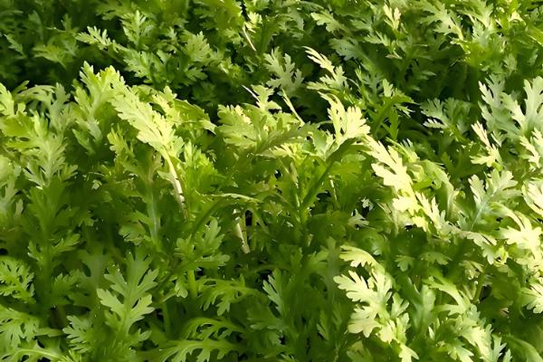 冬季可种植哪些蔬菜,菠菜、芥蓝、生菜等品种可在12月份种植