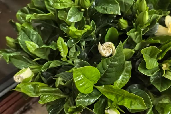 栀子花怎么养护，降温后转移到室内温暖处